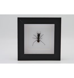 Nature Deco Bullet ant in luxury 3D frame