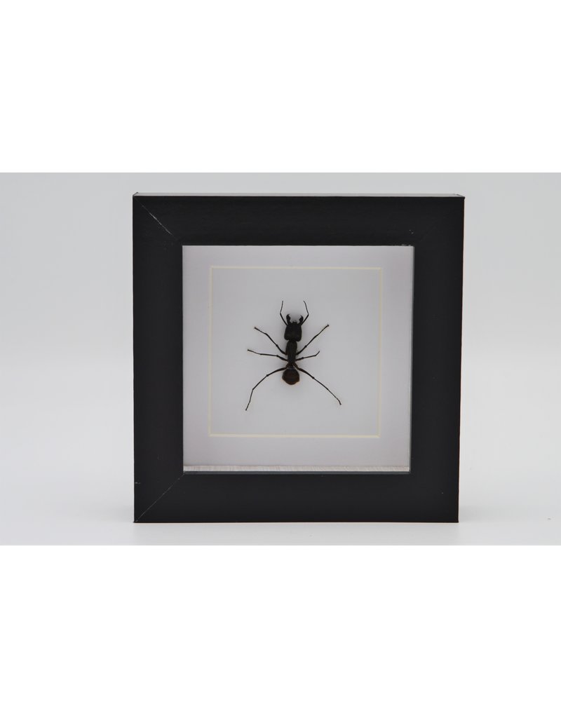 Nature Deco Bullet ant in luxury 3D frame 12 x 12cm