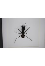 Nature Deco Bullet ant in luxury 3D frame 12 x 12cm