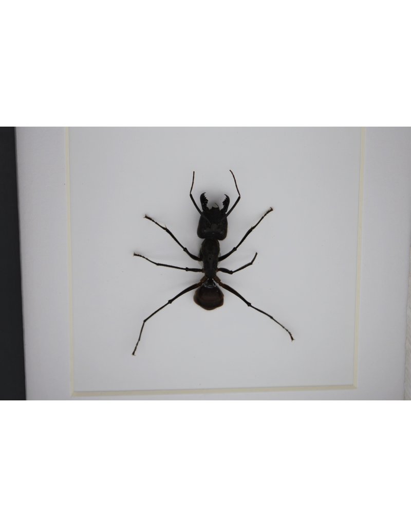 Nature Deco Bullet ant in luxury 3D frame 12 x 12cm