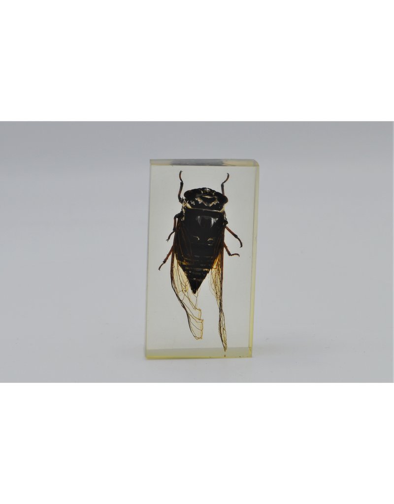 . Insect in hars #12 7 x 4cm