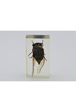 . Insect in resin #12 7 x 4cm