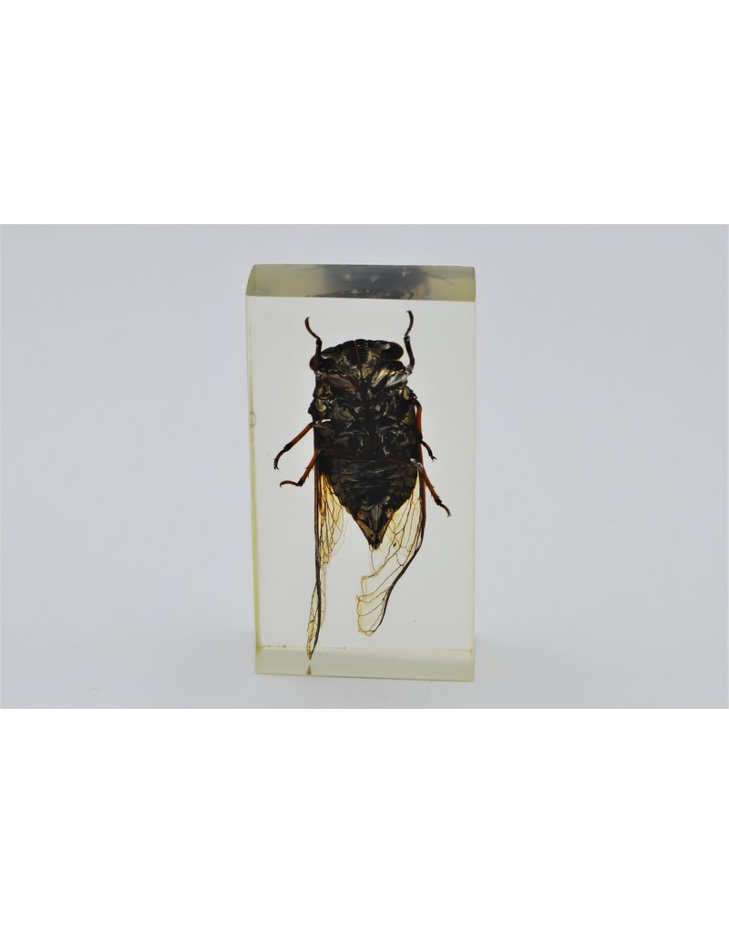 . Insect in resin #12 7 x 4cm