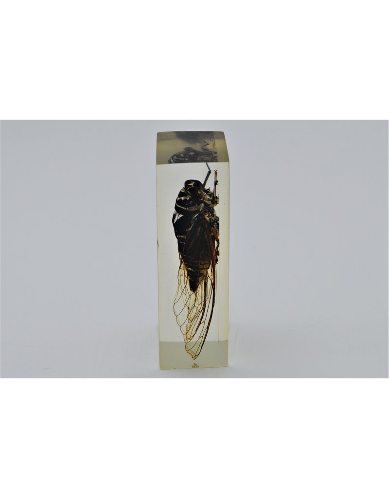 . Insect in resin #12 7 x 4cm