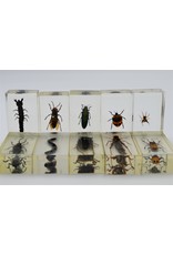 . Insect in resin #12 7 x 4cm