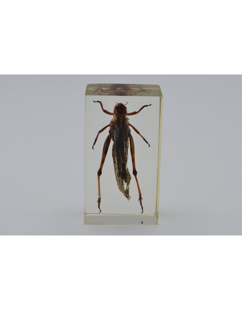 . Insect in resin #2 7 x 4cm