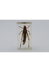 . Insect in hars #2 7 x 4cm