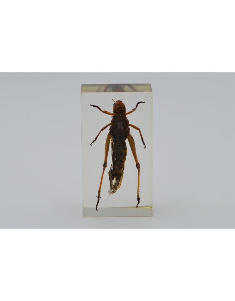 . Insect in hars #2 7 x 4cm