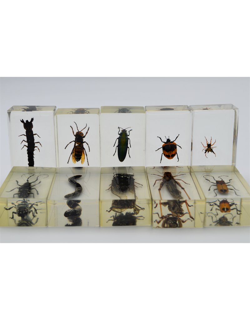 . Insect in resin #7 7 x 4cm