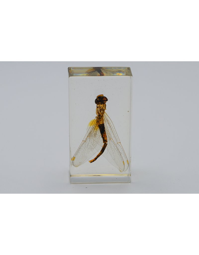 Insect in resin 9 7 x 4cm Nature Deco