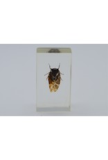 . Insect in hars #1 7 x 4cm