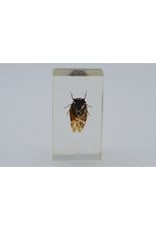 . Insect in resin #1 7 x 4cm