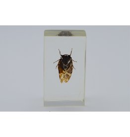 . Insect in resin #1