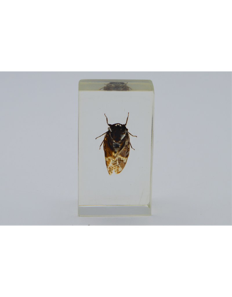 . Insect in hars #1 7 x 4cm