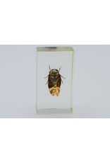 . Insect in hars #1 7 x 4cm