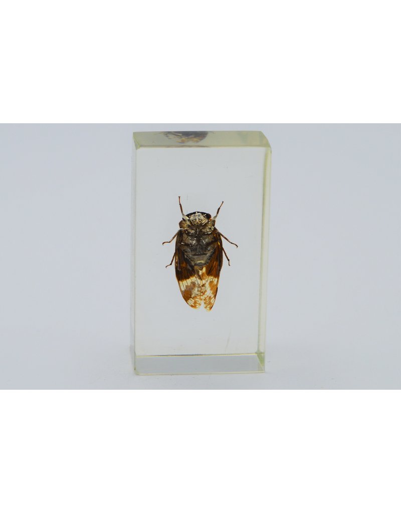 . Insect in resin #1 7 x 4cm