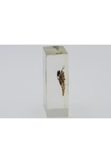 . Insect in hars #1 7 x 4cm