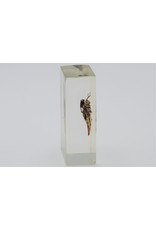 . Insect in resin #1 7 x 4cm