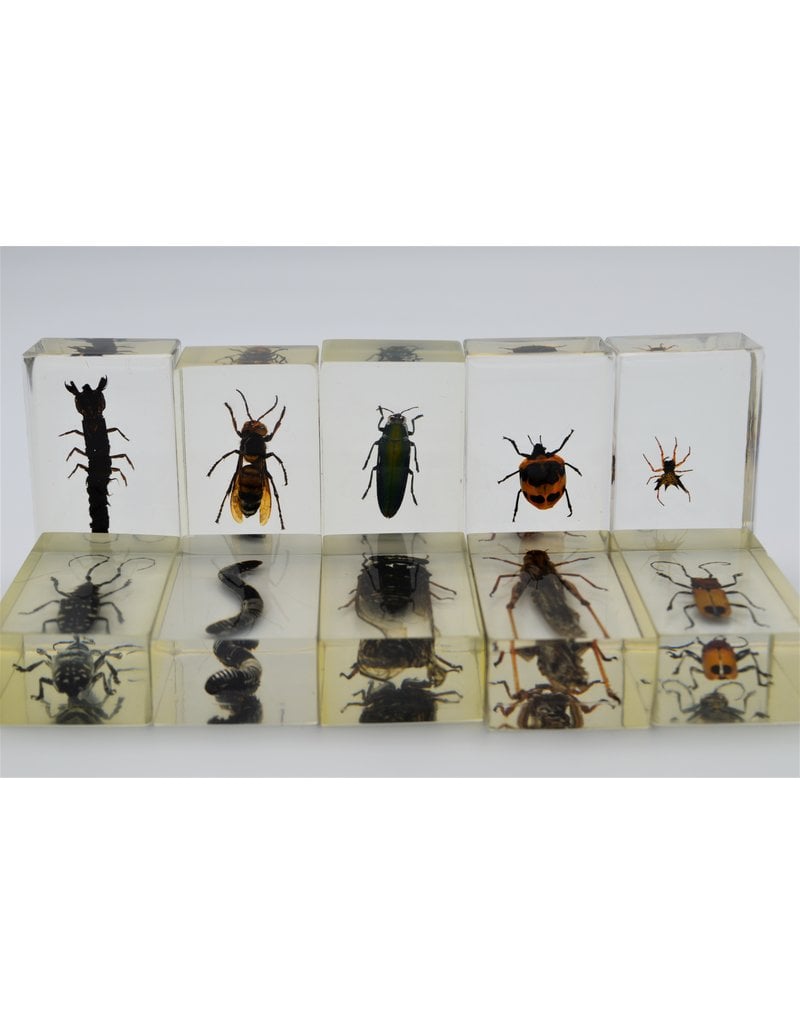 . Insect in resin #1 7 x 4cm