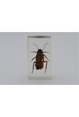 . Insect in hars #14 7 x 4cm