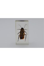 . Insect in resin #14 7 x 4cm