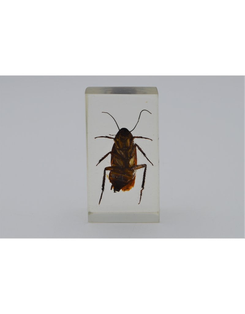 . Insect in resin #14 7 x 4cm