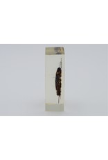 . Insect in hars #14 7 x 4cm