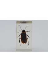 . Insect in resin #14 7 x 4cm