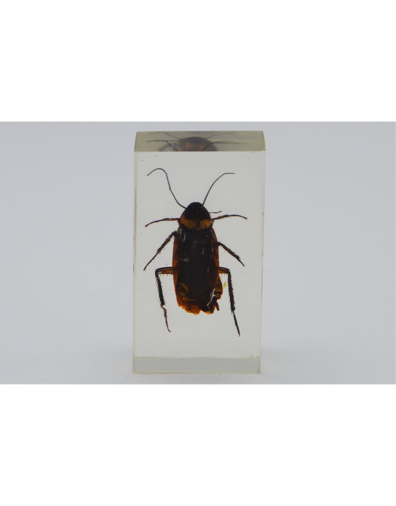 . Insect in resin #14 7 x 4cm