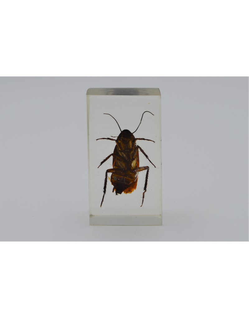 . Insect in hars #14 7 x 4cm