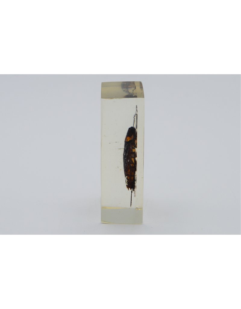 . Insect in resin #14 7 x 4cm