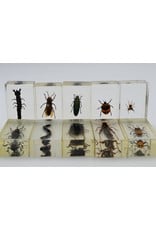 . Insect in resin #14 7 x 4cm