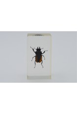 . Insect in hars #17 7 x 4cm