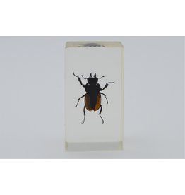 . Insect in resin #17