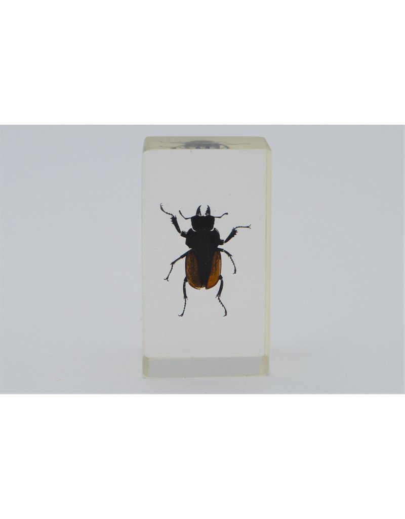 . Insect in resin #17 7 x 4cm