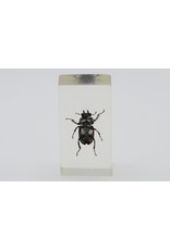 . Insect in hars #17 7 x 4cm