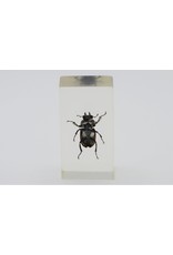 . Insect in resin #17 7 x 4cm