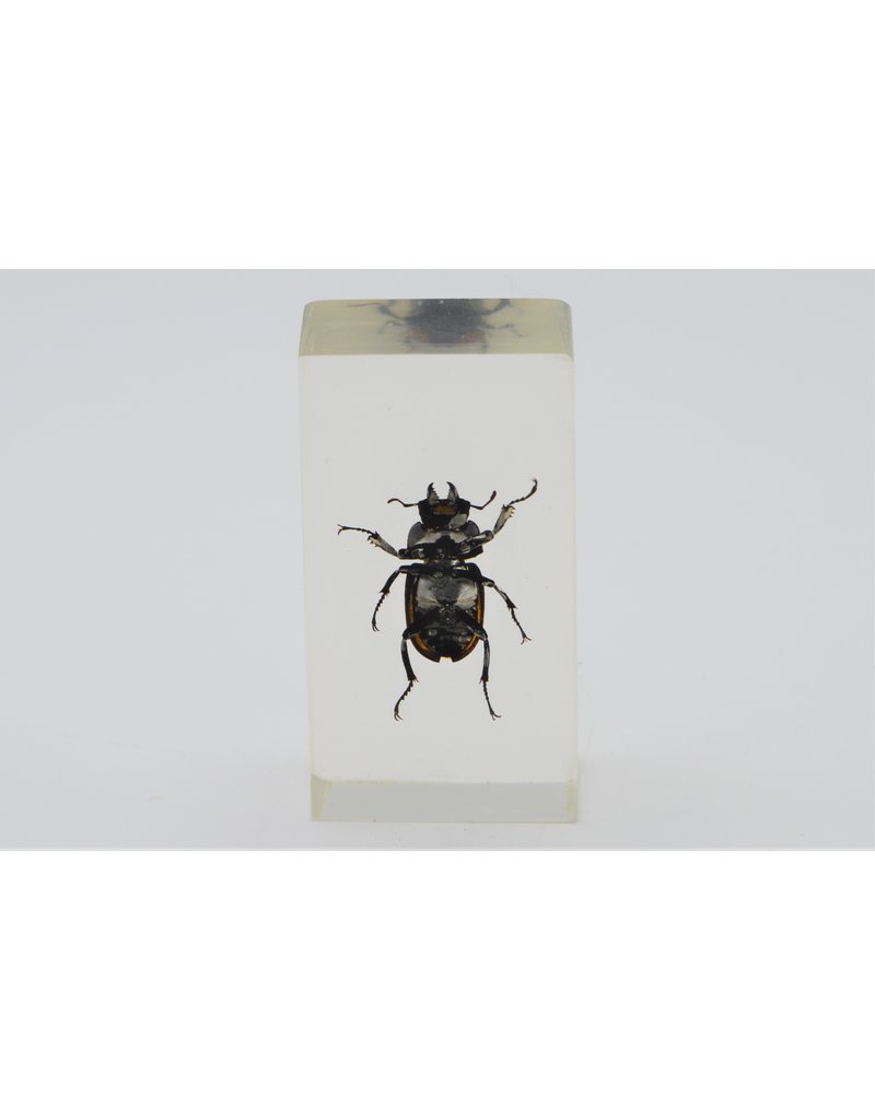 . Insect in resin #17 7 x 4cm