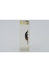 . Insect in hars #17 7 x 4cm