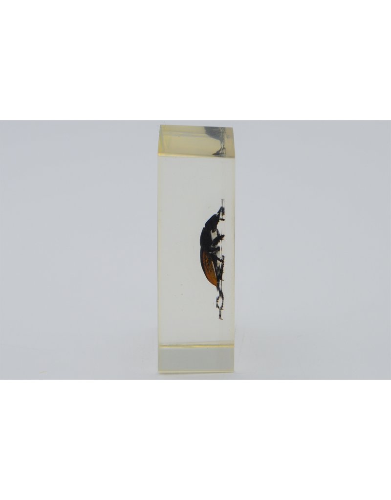 . Insect in resin #17 7 x 4cm