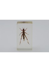 . Insect in resin #20 7 x 4cm