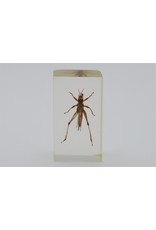 . Insect in resin #20 7 x 4cm