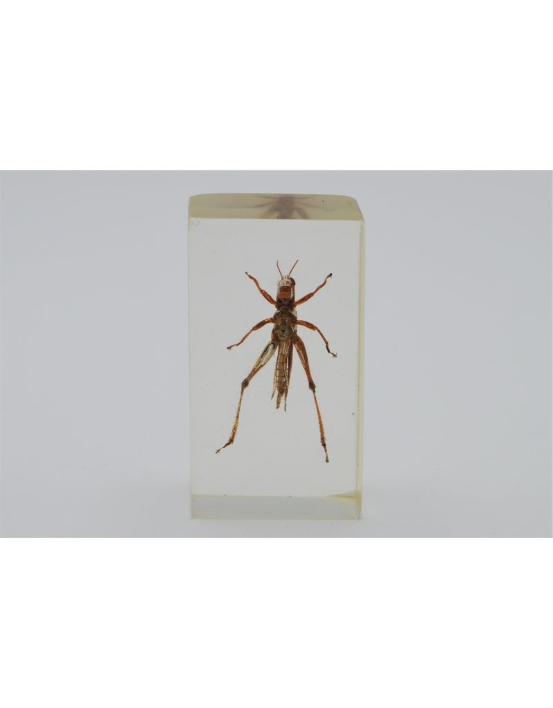 . Insect in resin #20 7 x 4cm