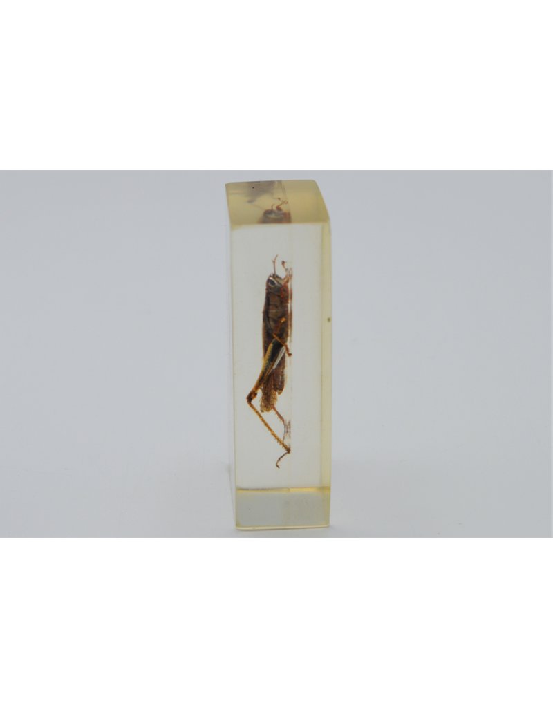 . Insect in resin #20 7 x 4cm