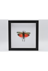 Nature Deco Grasshopper (Phymateus Saxosus) in luxury 3D frame 22 x 22cm