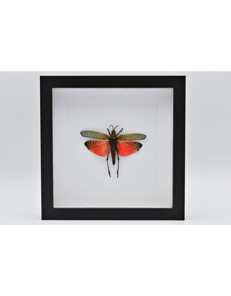 Nature Deco Grasshopper (Phymateus Saxosus) in luxury 3D frame 22 x 22cm