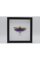 Nature Deco Purple grasshopper (Lophacris Albipes) in luxury 3D frame 22 x 22cm