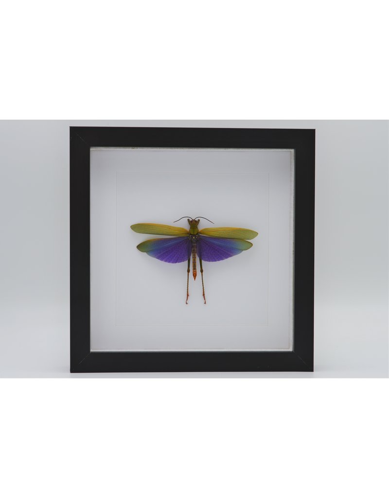 Nature Deco Purple grasshopper (Lophacris Albipes) in luxury 3D frame 22 x 22cm