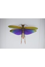 Nature Deco Purple grasshopper (Lophacris Albipes) in luxury 3D frame 22 x 22cm