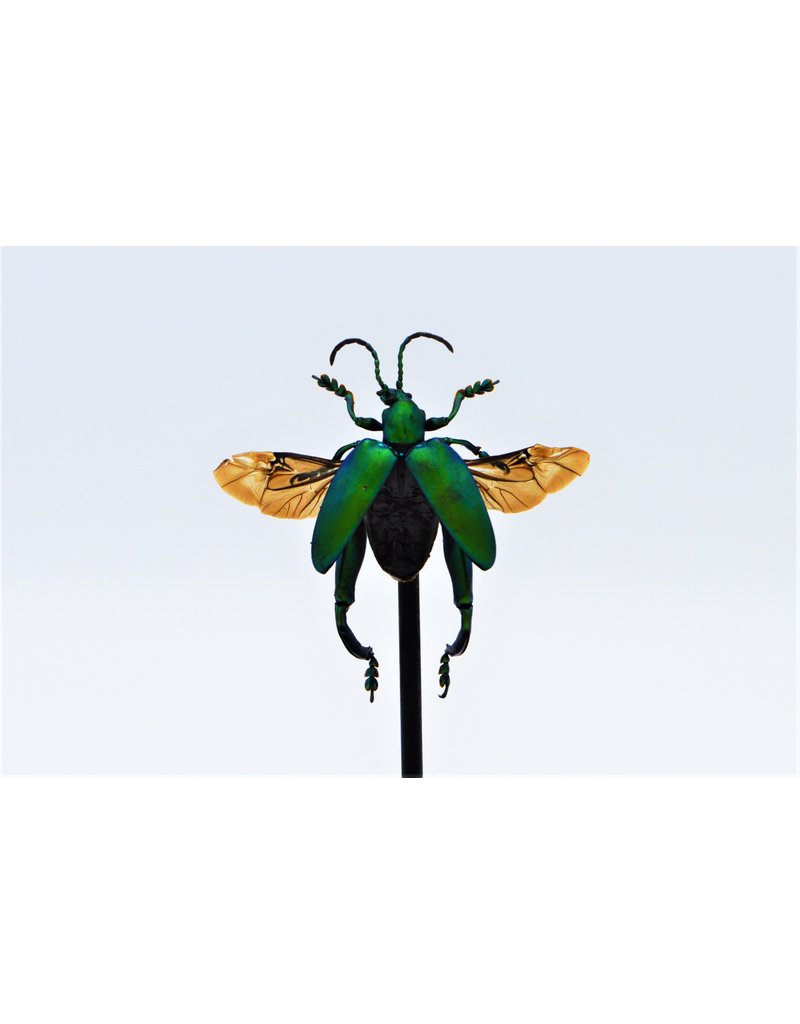 Nature Deco Froglegg beetle (Sagra Longicollius) in glass dome 14 x 10cm